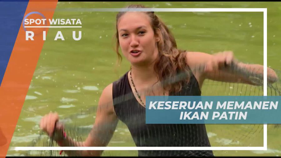 Membentangkan Jaring Memanen Ikan Patin di Kolam, Riau