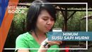 Mencicipi Langsung Susu Sapi Murni di Kota Bogor
