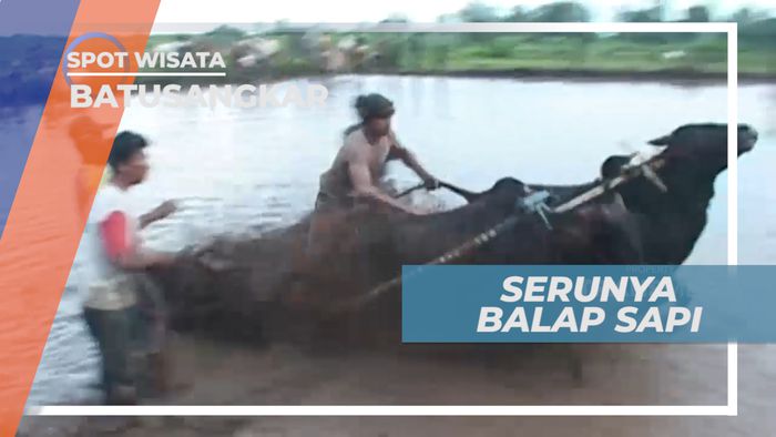 Adu Cepat Balap Sapi di Batusangkar