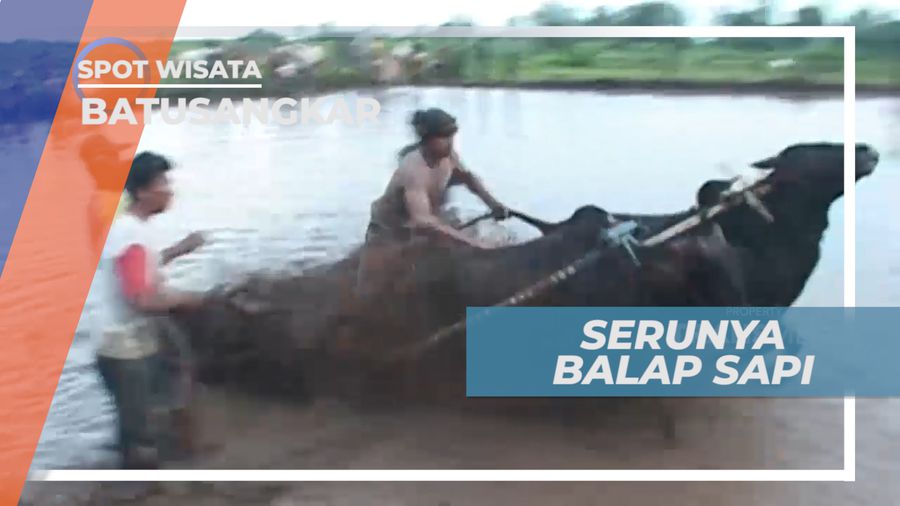 Adu Cepat Balap Sapi di Batusangkar