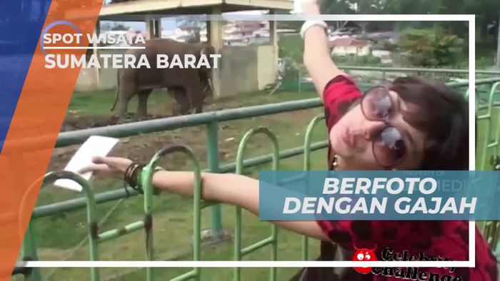 Mengabadikan Momen Dengan Berfoto Bersama Gajah, Sumatera Barat