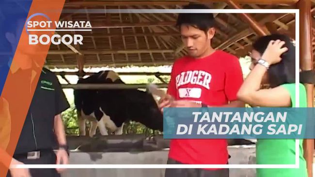 Tantangan Memerah Susu Sapi Di Kota Bogor