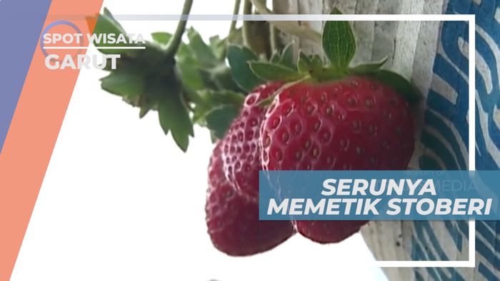 Senangnya Memetik Sibuah Merah Mungil Langsung dari Kebunnya, Garut