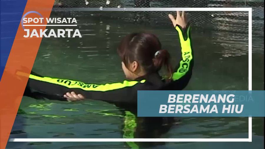 Berenang Bersama Ikan Hiu, Kepulauan Seribu