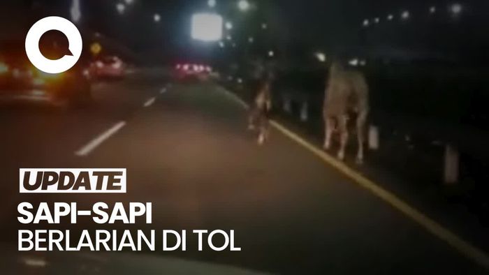 Sapi-sapi Berlarian Usai Truk Muatan Ternak Terbalik di GT Cengkareng