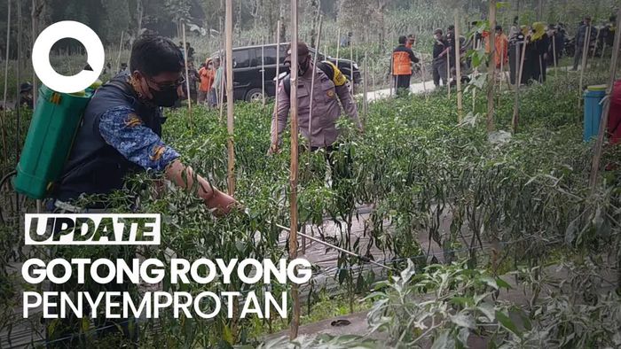 Petani di Magelang Bersihkan Tanaman yang Terdampak Abu Vulkanik Merapi
