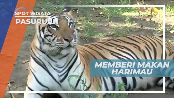 Keseruan Memberi Makan Harimau, Pasuruan