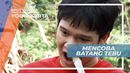Mencoba Manis Legit Batang Tebu Secara Langsung, Yogyakarta
