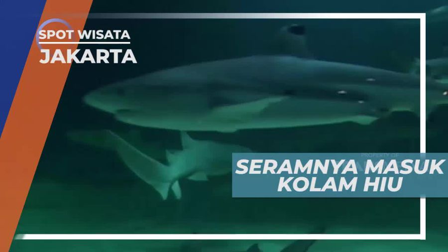 Memacu Adrenalin Bermain ke Dalam Kolam Hiu, Jakarta