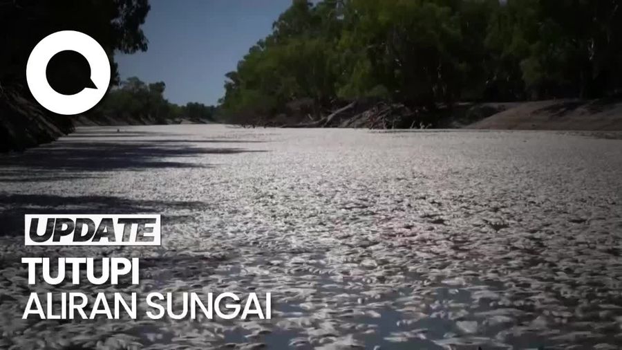 Penampakan Ratusan Ribu Ikan Mati di Sungai Australia