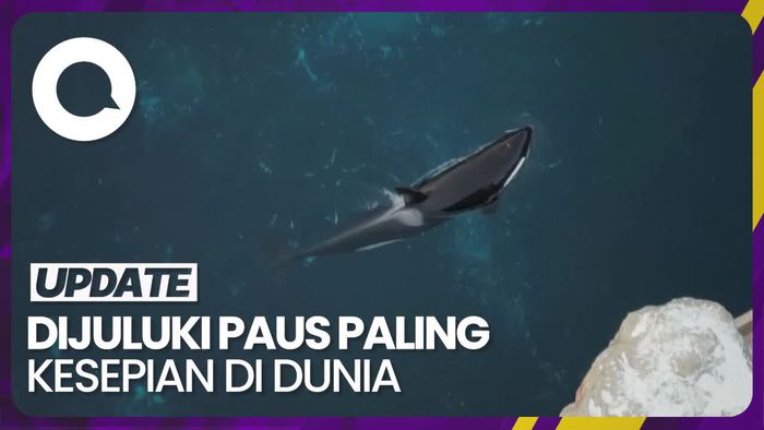 Potret Kiska, Paus Orca Terakhir yang Mati di Usia 47 Tahun