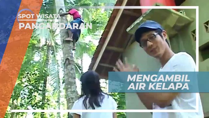 Mengambil Air Kelapa di Desa Cimerah Pangandaran