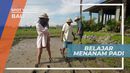 Belajar Menanam Padi di Persawahan Bali