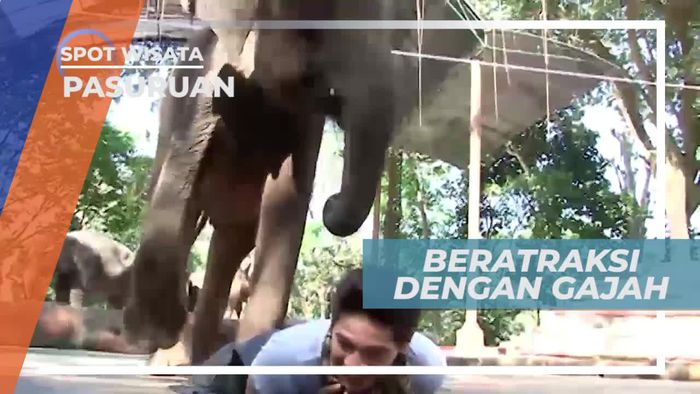 Berinteraksi Langsung Dengan Gajah di Taman Safari Prigen Pasuruan