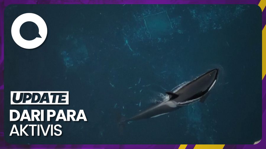 Kematian Kiska Paus Orca Paling Kesepian di Dunia Picu Seruan Perubahan Kematian Kiska Paus Orca Paling Kesepian di Dunia Picu Seruan Perubahan