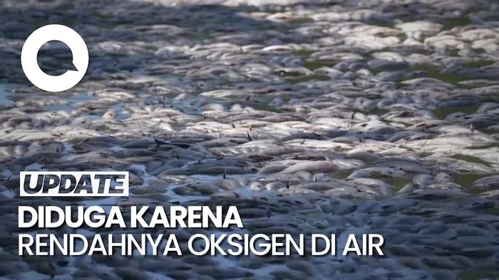 Jutaan Ikan Mati Mendadak di Australia, Ini Dugaan Penyebabnya