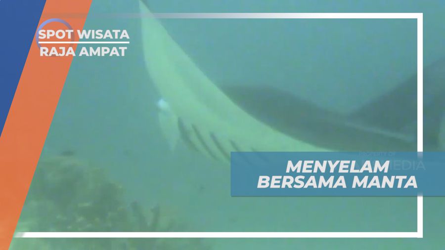 Pengalaman Seru, Menyelam Bersama Manta Ray, Raja Ampat