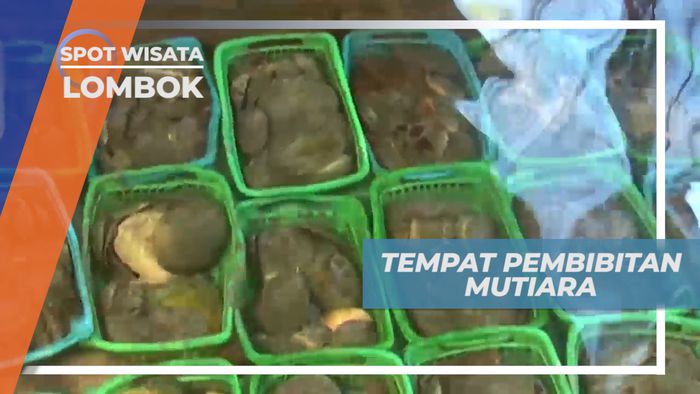 Mengunjungi Tempat Budidaya Pembibitan Kerang Mutiara, Lombok