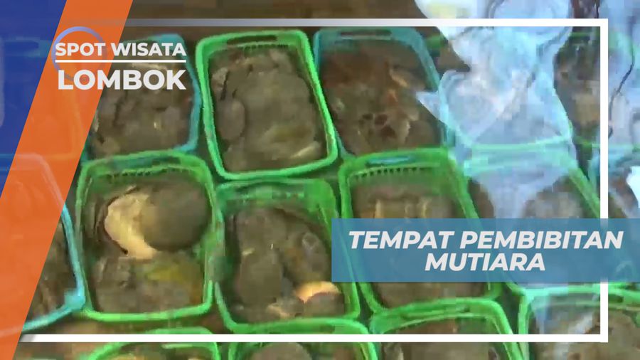 Mengunjungi Tempat Budidaya Pembibitan Kerang Mutiara, Lombok