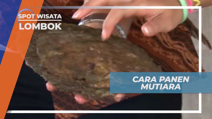 Serunya Belajar Cara Memanen Kerang Mutiara, Lombok