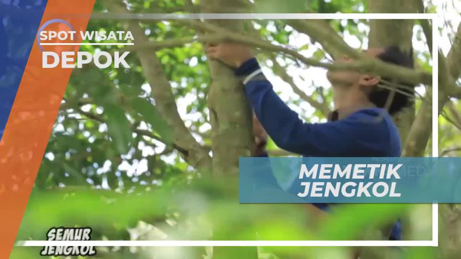 Memetik Jengkol Langsung Dari Pohonnya, Depok