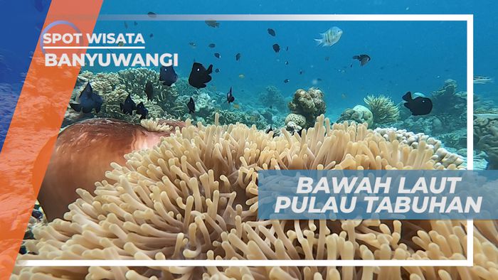 Keindahan Beragam Biota Dasar Laut Pulau Tabuhan, Banyuwangi