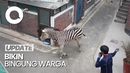 Pemandangan Unik Zebra Lepas Berlarian di Tengah Ibu Kota Korsel