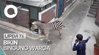 Pemandangan Unik Zebra Lepas Berlarian di Tengah Ibu Kota Korsel