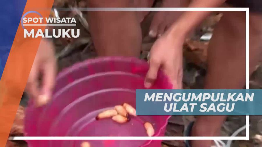 Tantangan Mengumpulkan Ulat Sagu di Desa Rutong Maluku