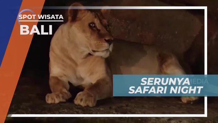 Safari Night Melihat Kehidupan Satwa Malam di Kebun Binatang Bali