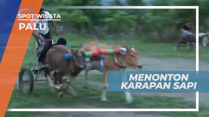 Serunya Melihat Adu Balap Karapan Sapi Khas Kota Palu