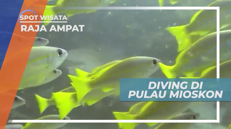 Diving Melihat Keindahan Bawah Laut Pulau Mioskon Raja Ampat