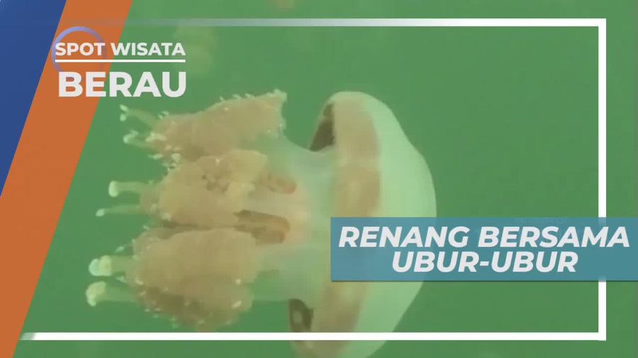 Snorkeling Bersama Ubur-ubur di Pulau Kakaban Berau
