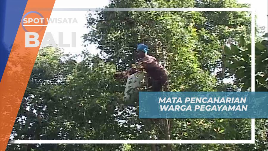 Bertani dan Berkebun Mata Pencaharian Utama Warga Desa Pegayaman, Bali