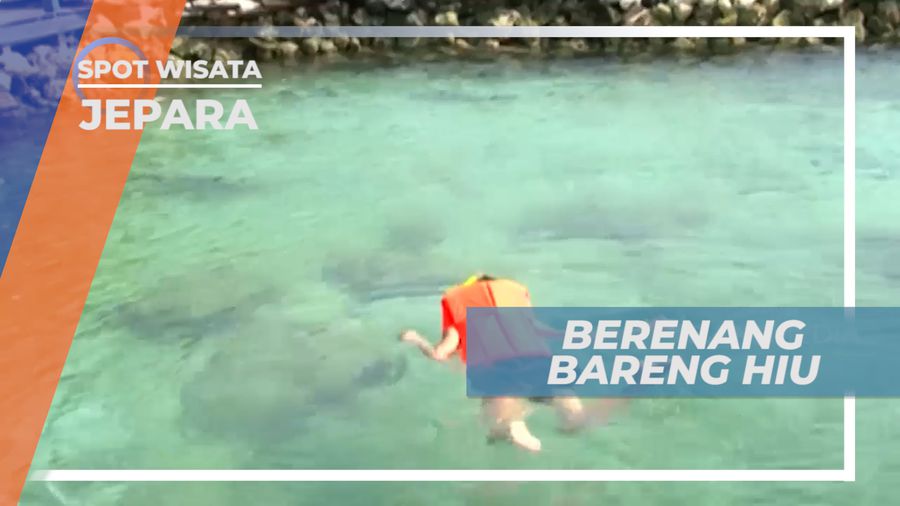 Pengalaman Seru Berenang Bareng Ikan Hiu yang Bikin Degdegan, Jepara