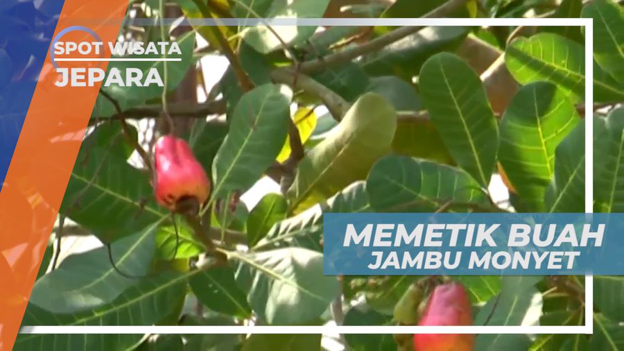Senangnya Memetik Buah Jambu Monyet Langsung di Kebunnya, Jepara