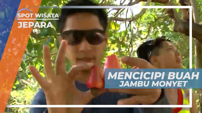 Mencicipi Cita Rasa Unik Buah Jambu Monyet, Jepara