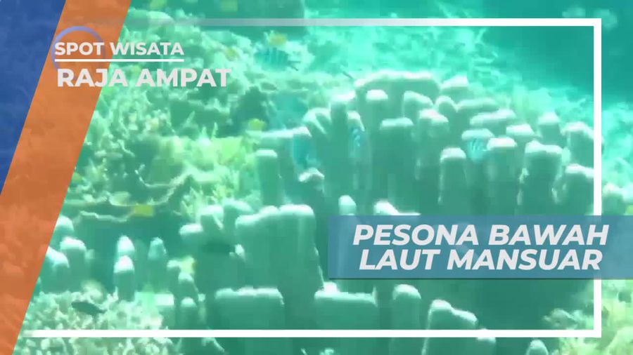 Pesona Keindahan Bawah Laut Mansuar Raja Ampat
