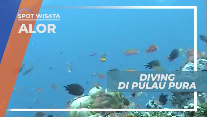 Diving Menikmati Keindahan Bawah Laut Pulau Pura Alor