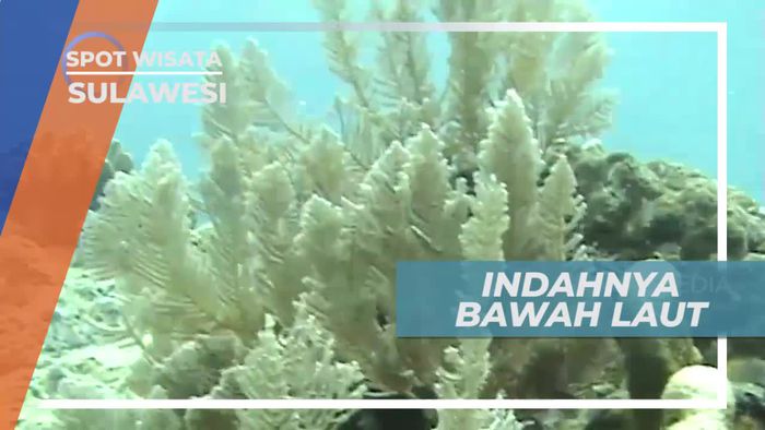 Diving Menikmati Keindahan Bawah Laut Sulawesi Selatan