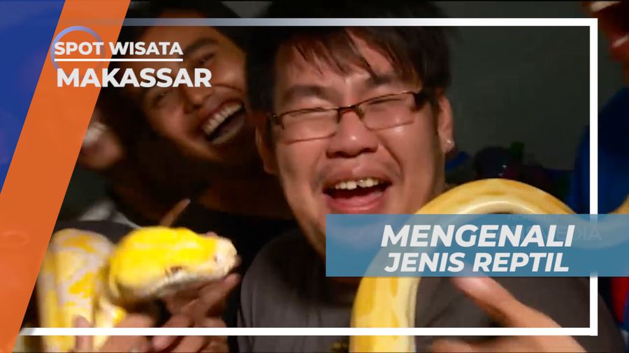 Mengenal Berbagai Jenis Reptil dari Koleksi Anggota Komunitas, Makassar