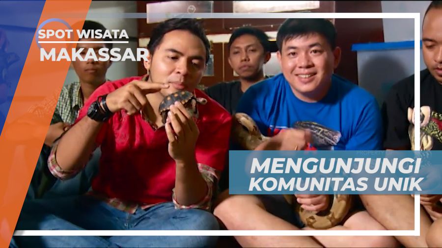 Mengunjungi Tempat Berkumpul Komunitas Reptil di Kota Makasar