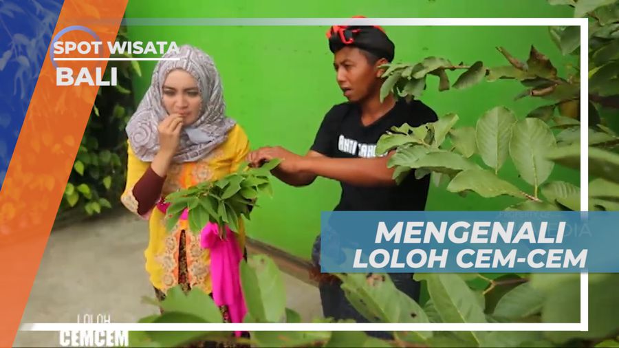 Loloh Cem-cem, Minuman Asli Desa Panglipuran Bali