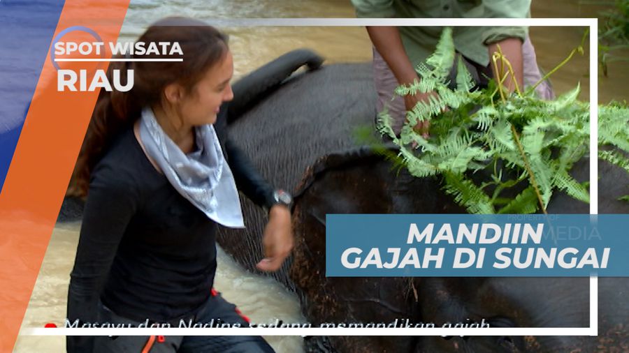Sensasi Mandi Bareng Mamalia Besar Berbelalai Panjang, Lampug