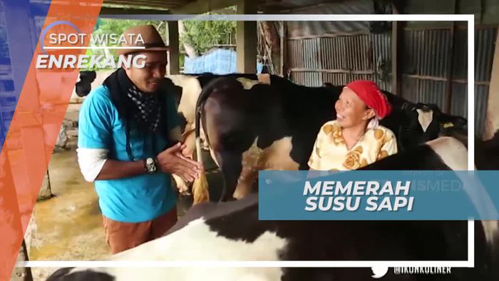 Memerah Susu Sapi di Peternakan Enrekang Sulawesi Selatan