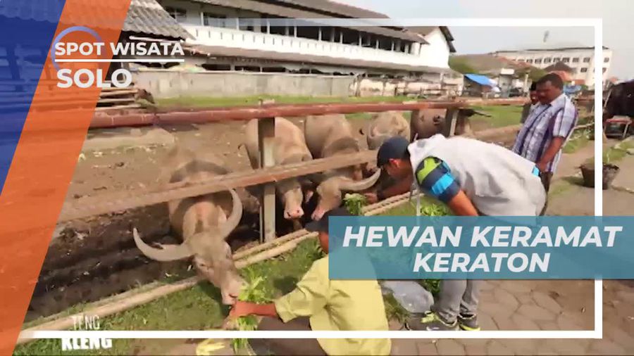 Satwa yang Dipercaya Memberi Keberkahan, Solo