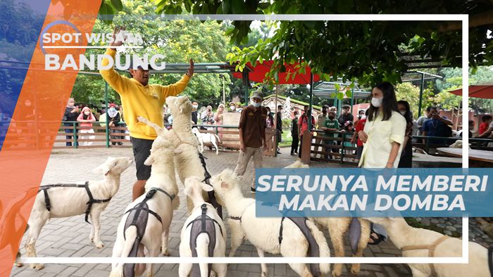 Serunya Memberi Makan Domba-domba Lucu yang Menggemaskan, Bandung