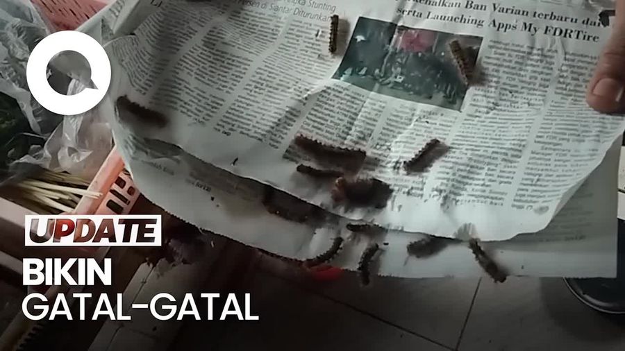 Warga di Asahan Sumut Diserang Wabah Ulat Bulu, Bahkan Sampai Mengungsi