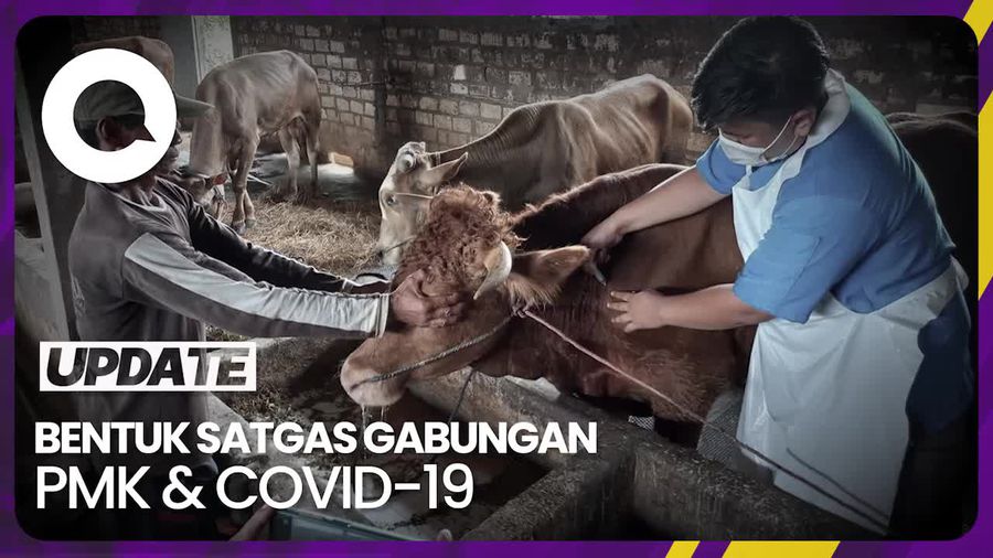 Status Penyakit PMK Dialihkan Jadi Keadaan Khusus 
