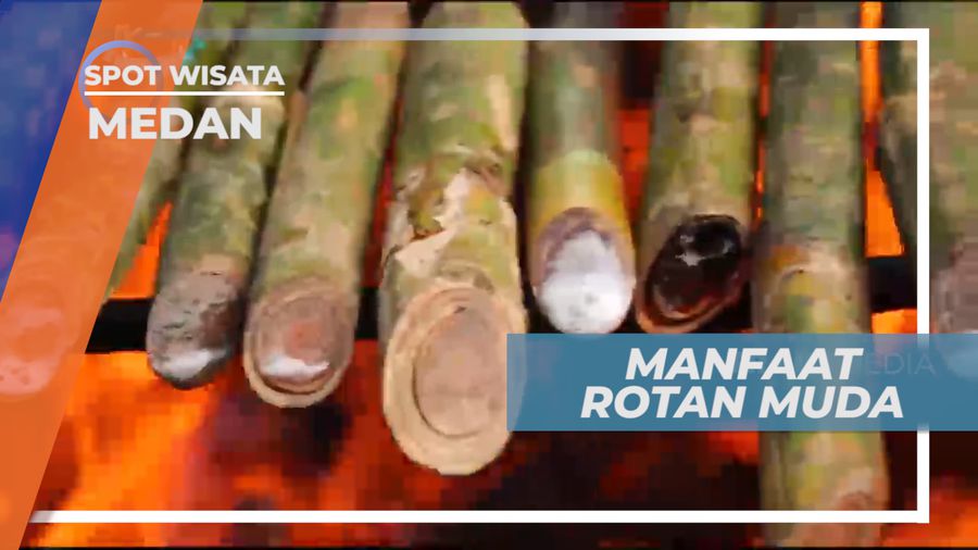 Rotan Muda, Tanaman Dengan Berbagai Khasiat, Medan